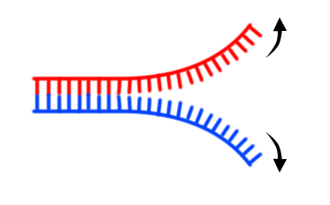 遺伝子をほどく