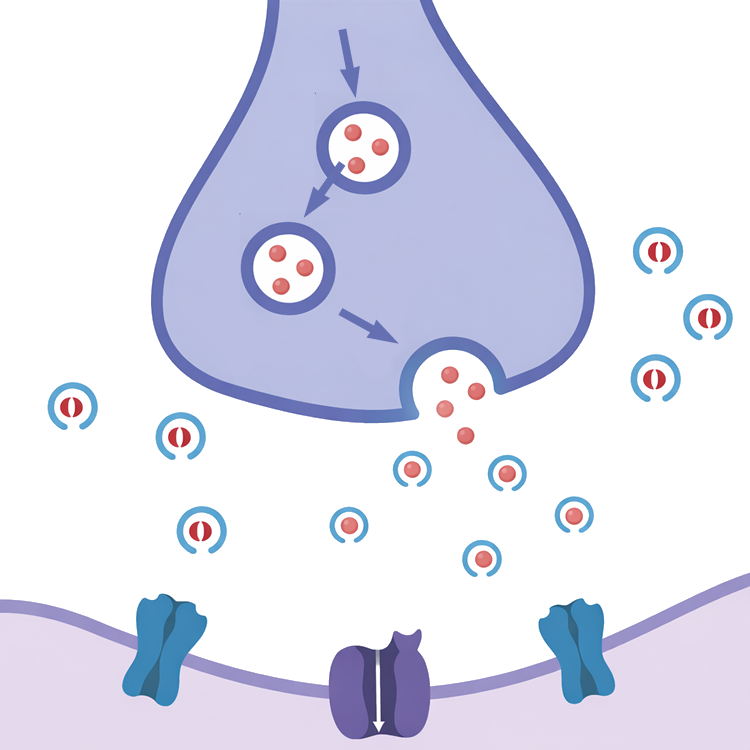 シナプス前終末から放出されたアセチルコリンがシナプス間隙に拡散し、アセチルコリンエステラーゼによって分解される様子を示した模式図