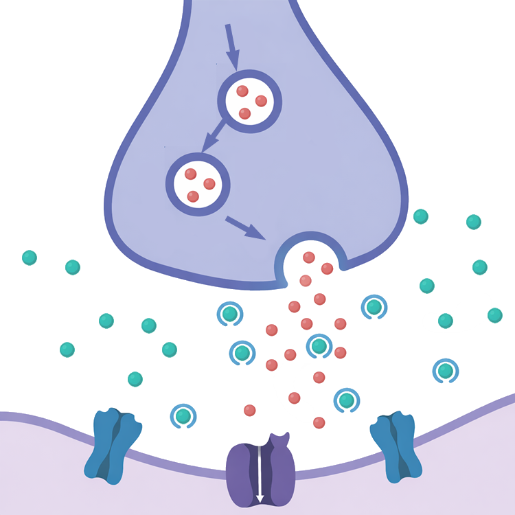 アセチルコリンエステラーゼが阻害され、アセチルコリンが分解されずにシナプス間隙に蓄積する様子を示した模式図