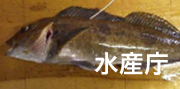 高濃度に汚染された魚の紹介